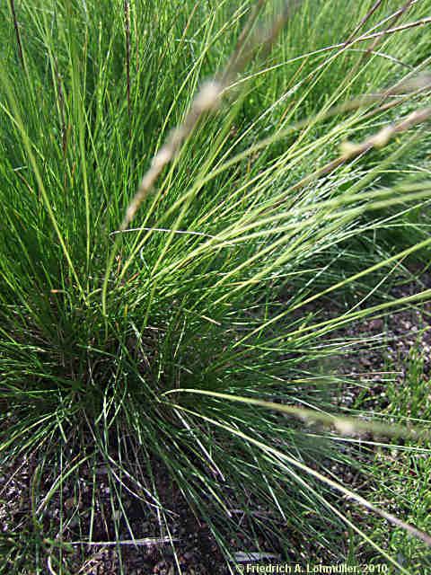 Nardus stricta