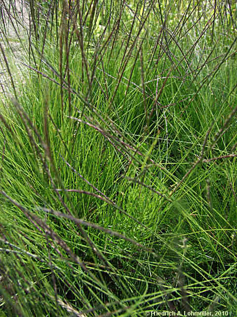Nardus stricta
