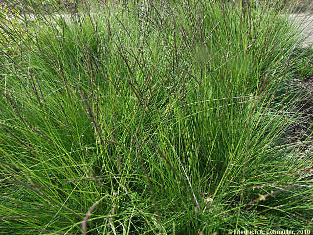 Nardus stricta