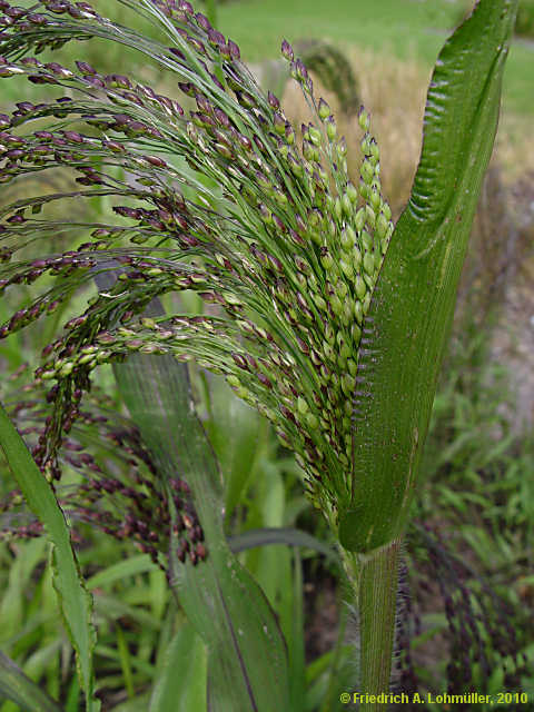 Panicum miliaceum