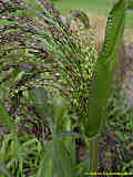 Panicum miliaceum