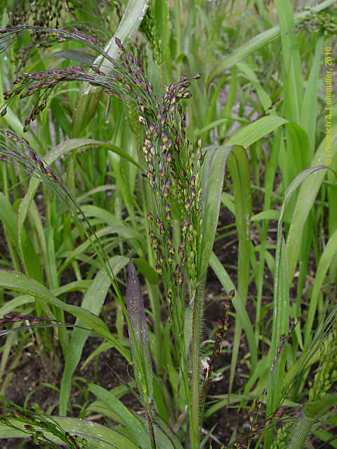 Panicum miliaceum