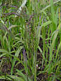 Panicum miliaceum