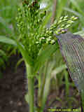 Panicum miliaceum