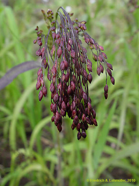 Panicum miliaceum