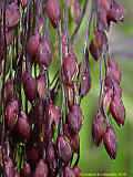 Panicum miliaceum