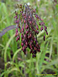 Panicum miliaceum