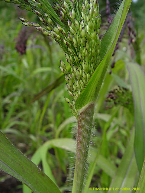 Panicum miliaceum
