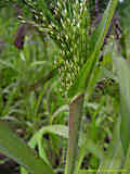 Panicum miliaceum