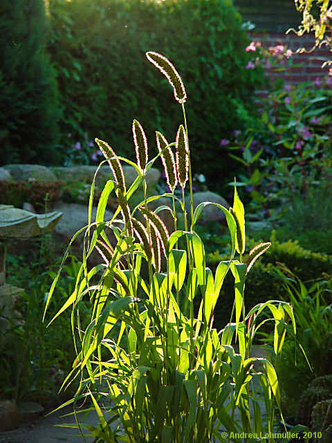 Pennisetum glaucum