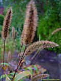 Pennisetum glaucum