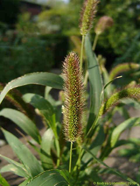 Pennisetum glaucum