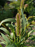 Pennisetum glaucum