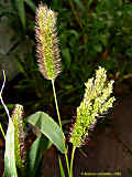 Pennisetum glaucum