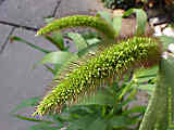 Pennisetum glaucum