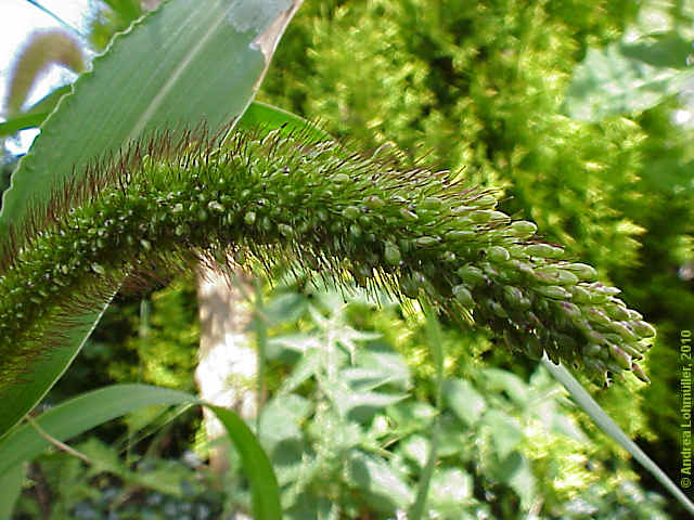 Pennisetum glaucum