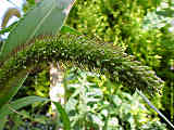 Pennisetum glaucum