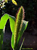 Pennisetum glaucum