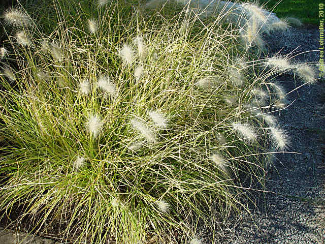 Pennisetum villosum