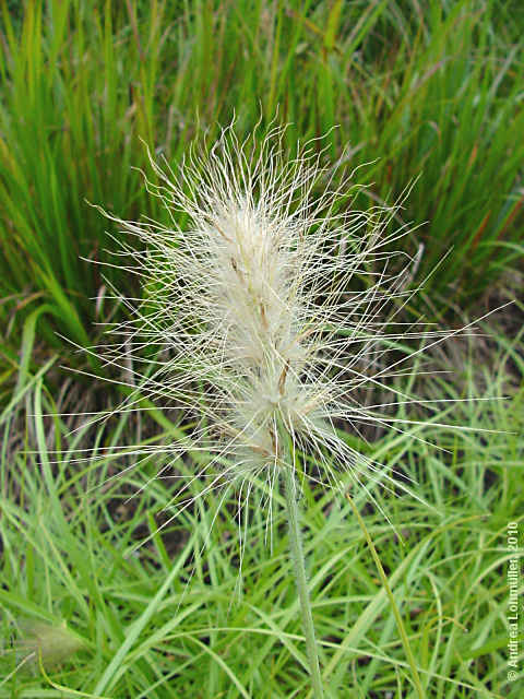 Pennisetum villosum