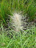 Pennisetum villosum