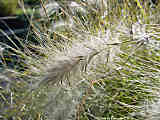 Pennisetum villosum