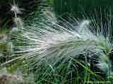 Pennisetum villosum