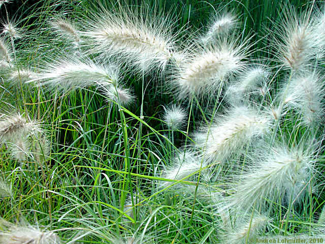 Pennisetum villosum