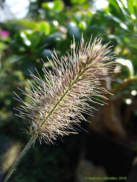 Pennisetum villosum