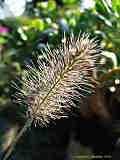 Pennisetum villosum