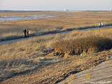 Phragmites australis