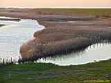 Phragmites australis