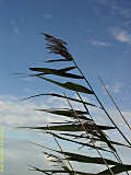 Phragmites australis