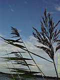 Phragmites australis