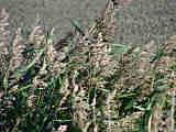 Phragmites australis