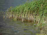 Phragmites australis