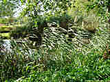 Phragmites australis