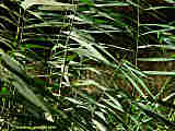 Phragmites australis