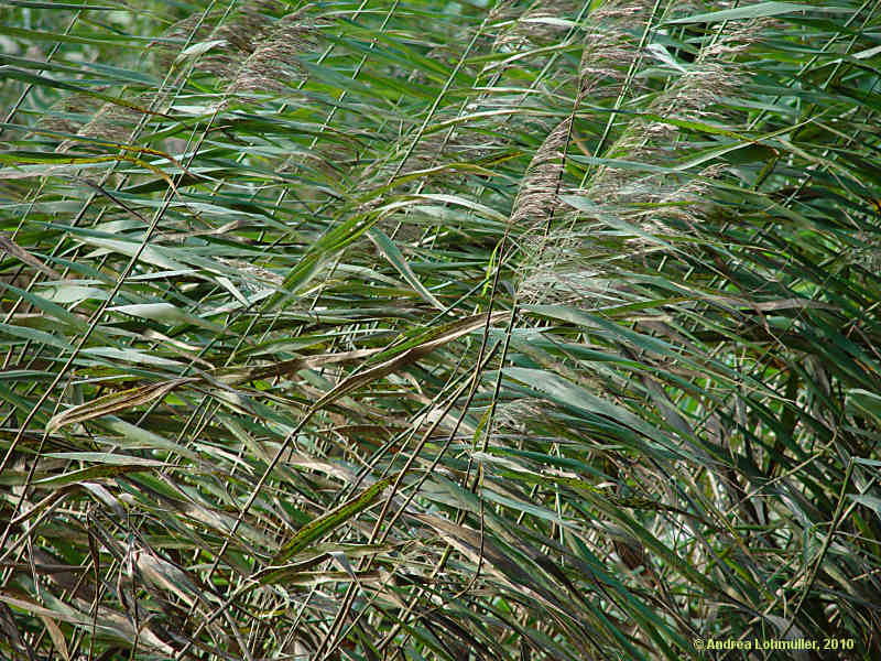 Phragmites australis