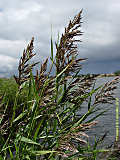 Phragmites australis