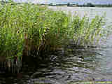 Phragmites australis