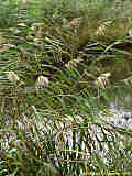 Phragmites