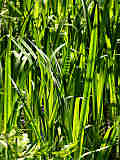 Phragmites australis