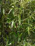 Phyllostachys aureosulcata