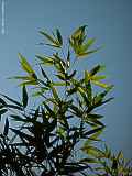 Phyllostachys aurea