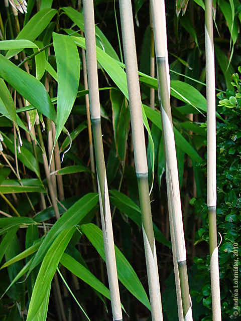 Phyllostachys aurea