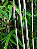 Phyllostachys