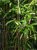 Phyllostachys