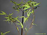 Phyllostachys nigra