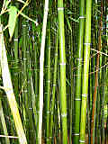 Phyllostachys nuda